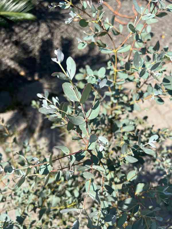 Eukalyptus - foto 3