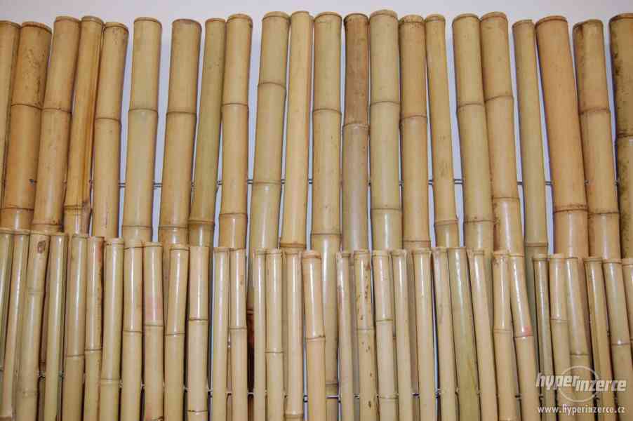 Plot na míru nejen z bambusu - foto 10