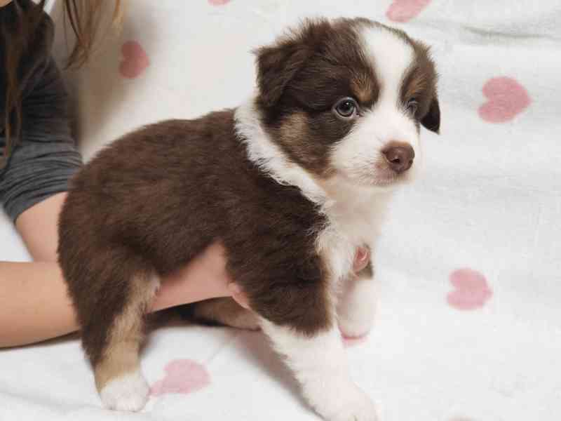 Miniaturní Americký ovčák s PP, FCI - foto 5