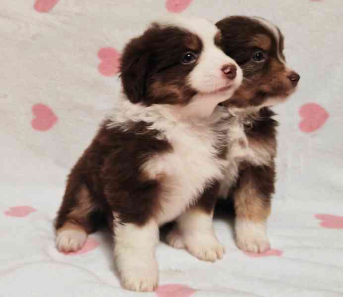 Miniaturní Americký ovčák s PP, FCI - foto 4