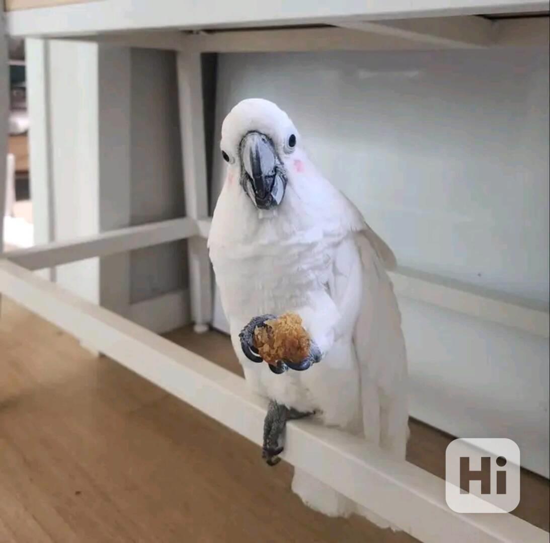 Rozkošní papoušci kakadu hledají nové domovy - foto 1