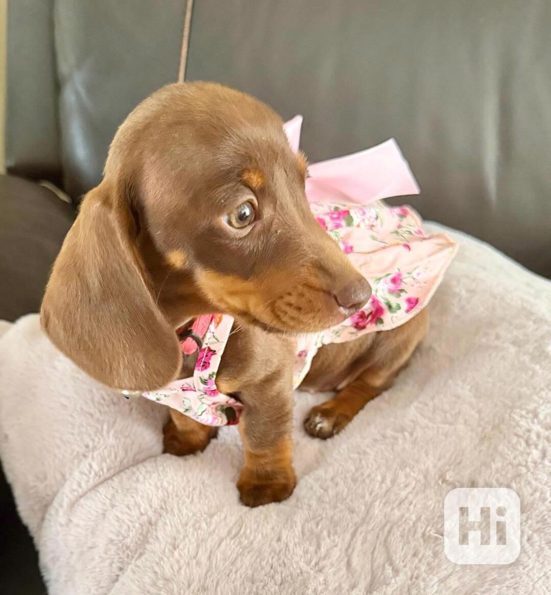 Prodám štěňátko Jezevčík, hladkosrstý fenečka. - foto 1