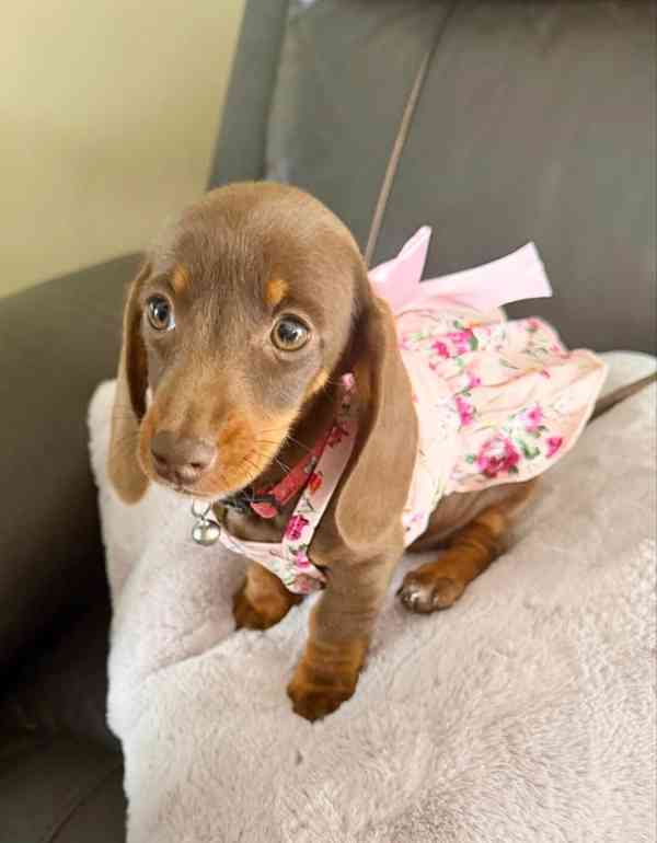 Prodám štěňátko Jezevčík, hladkosrstý fenečka. - foto 4