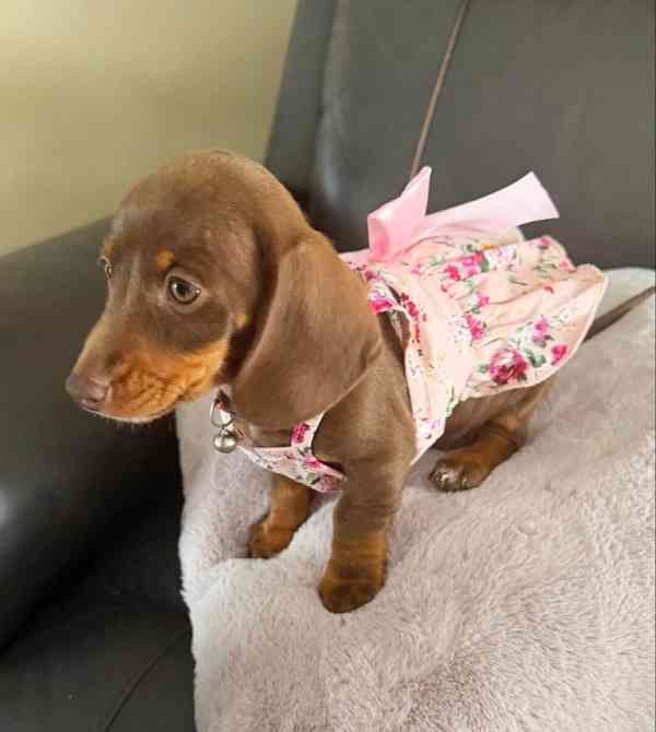 Prodám štěňátko Jezevčík, hladkosrstý fenečka. - foto 3