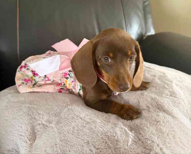 Prodám štěňátko Jezevčík, hladkosrstý fenečka. - foto 2