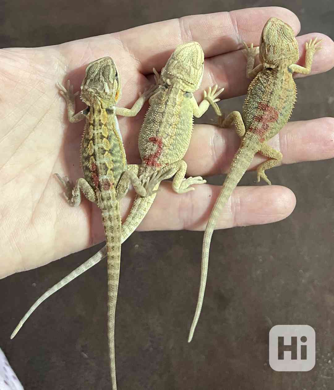 Agama vousatá - foto 1
