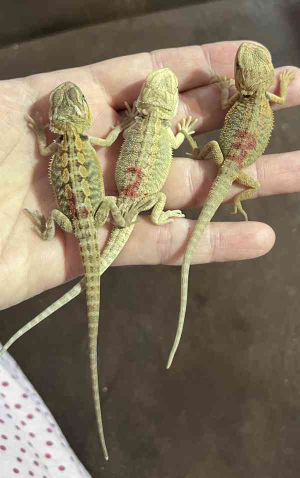 Agama vousatá - foto 2