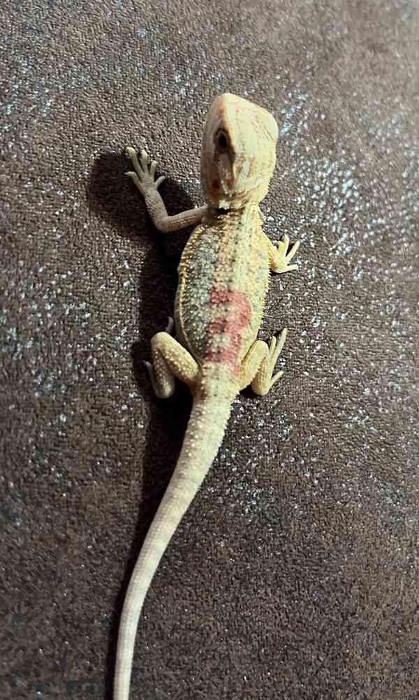 Agama vousatá - foto 3