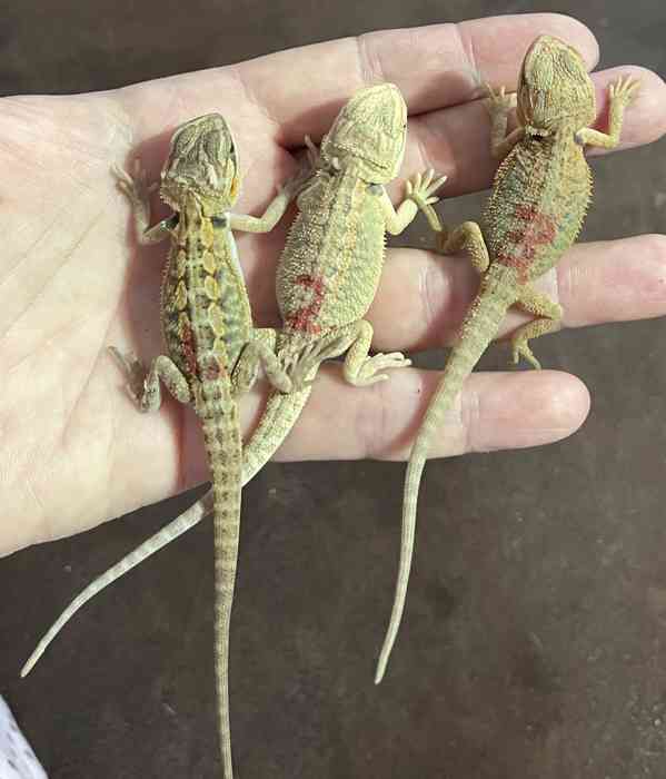 Agama vousatá - foto 1