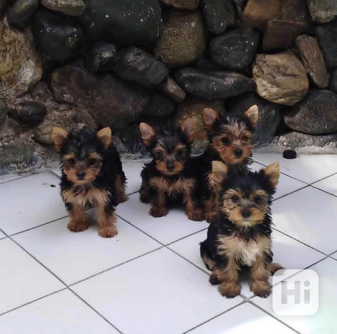 Štěňata yorkshirského teriéra k adopci - foto 1