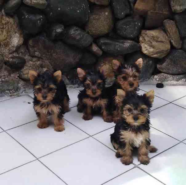 Štěňata yorkshirského teriéra k adopci