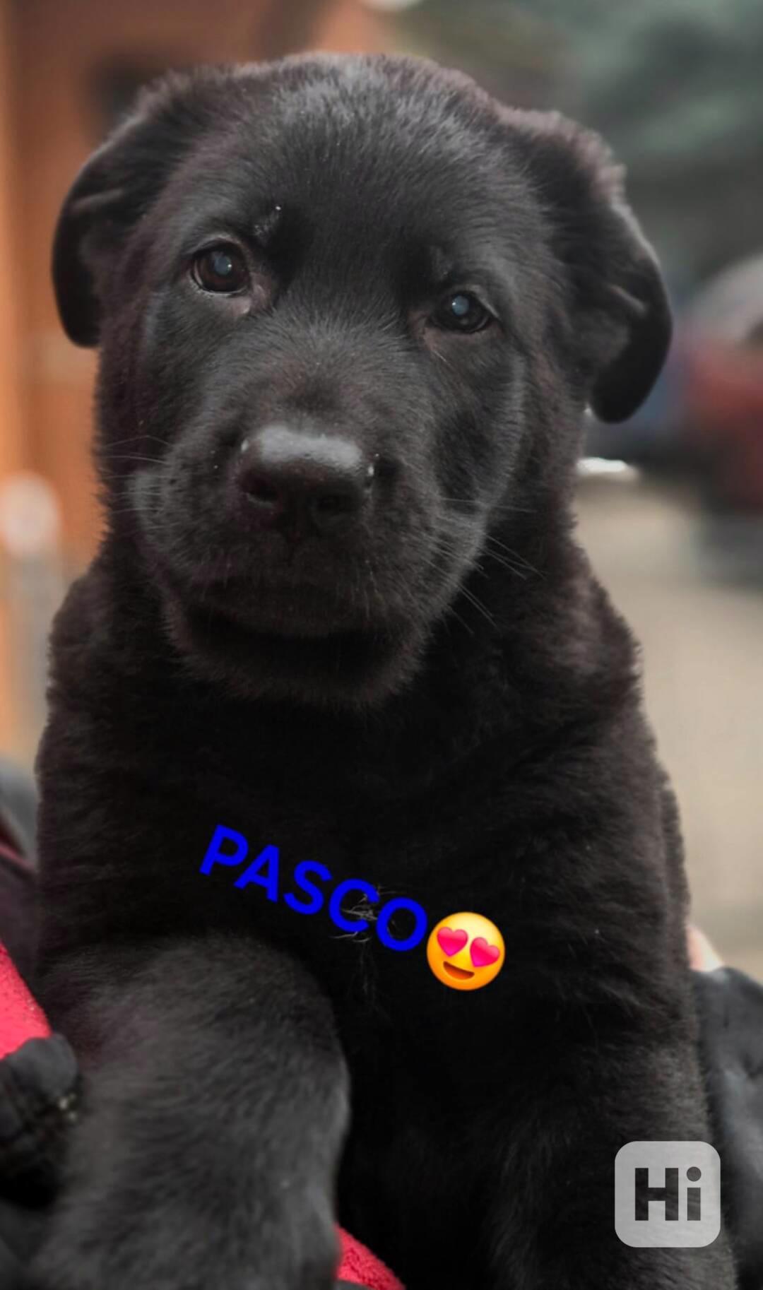 Německý ovčák štěňata  - foto 1