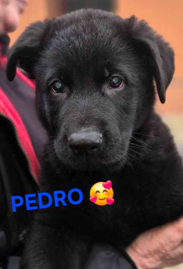 Německý ovčák štěňata  - foto 2