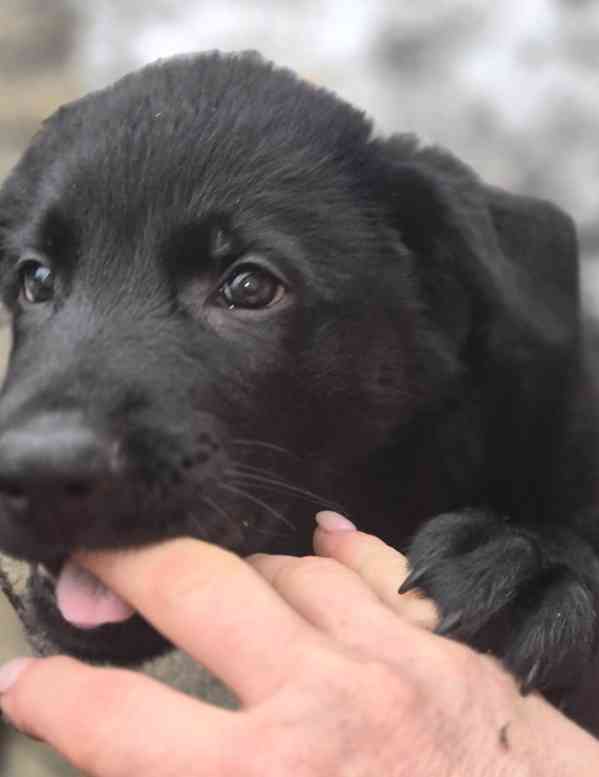 Německý ovčák štěňata  - foto 3