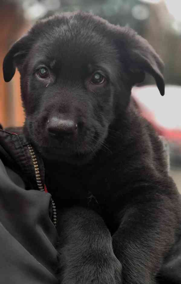 Německý ovčák štěňata  - foto 4