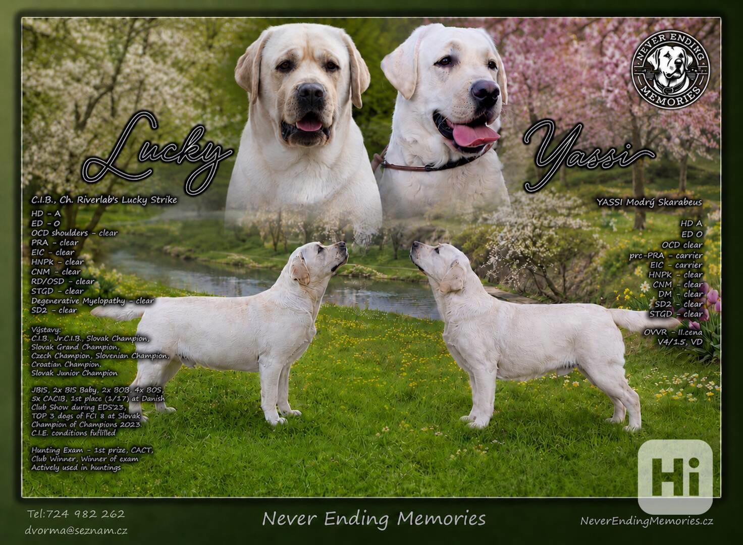 Labradorský retrívr s PP - foto 1