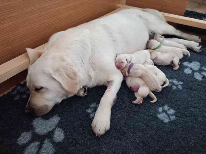 Labradorský retrívr s PP - foto 9