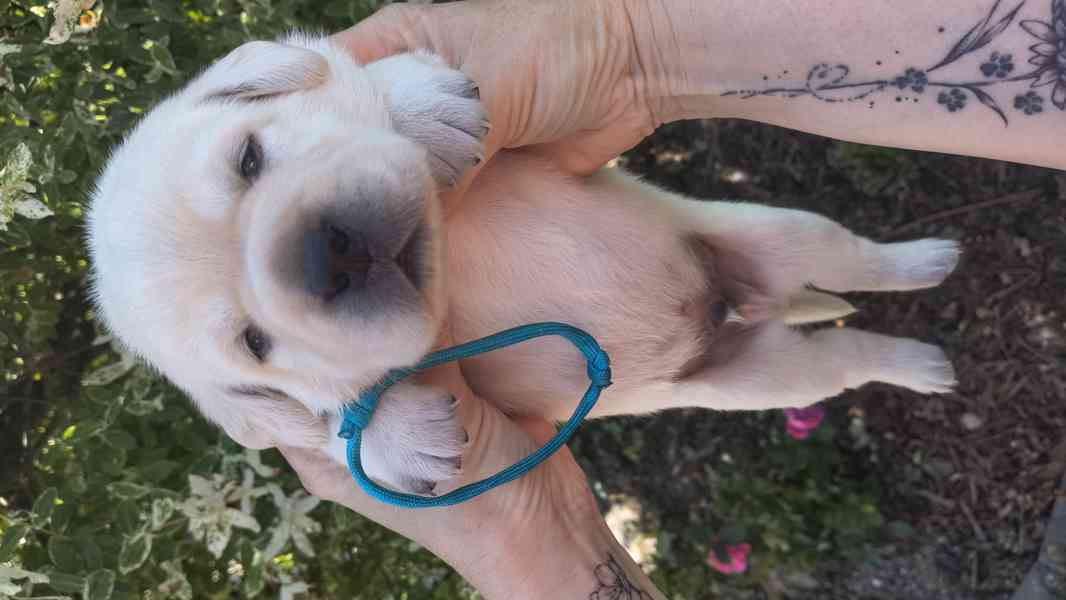 Labradorský retrívr s PP - foto 3