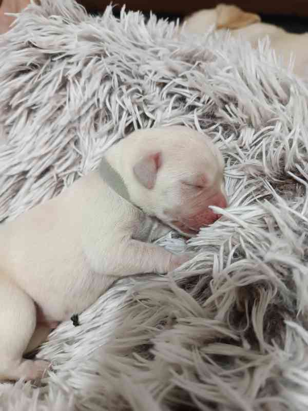 Labradorský retrívr s PP - foto 8