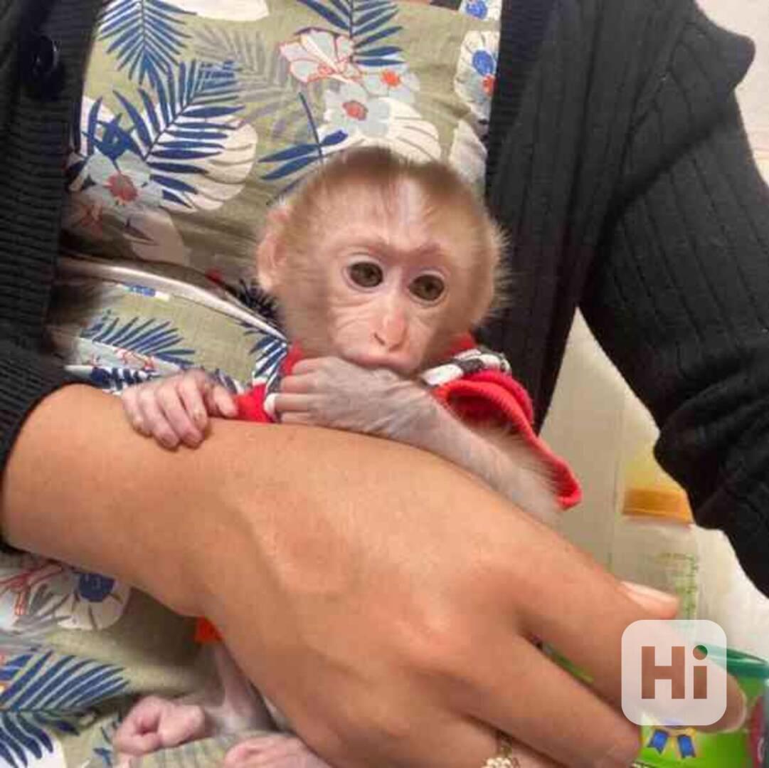 Socializované kapucínské opice k adopci - foto 1