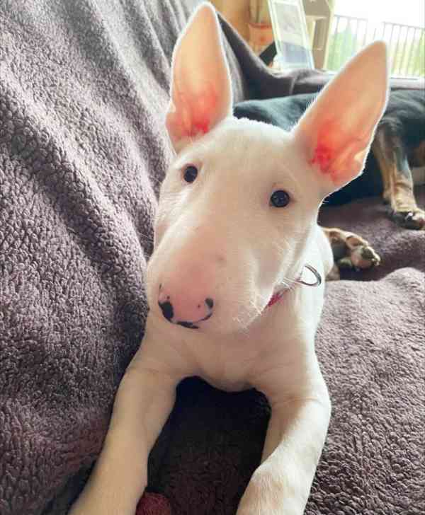 štěňata německé dogy k dispozici - foto 2