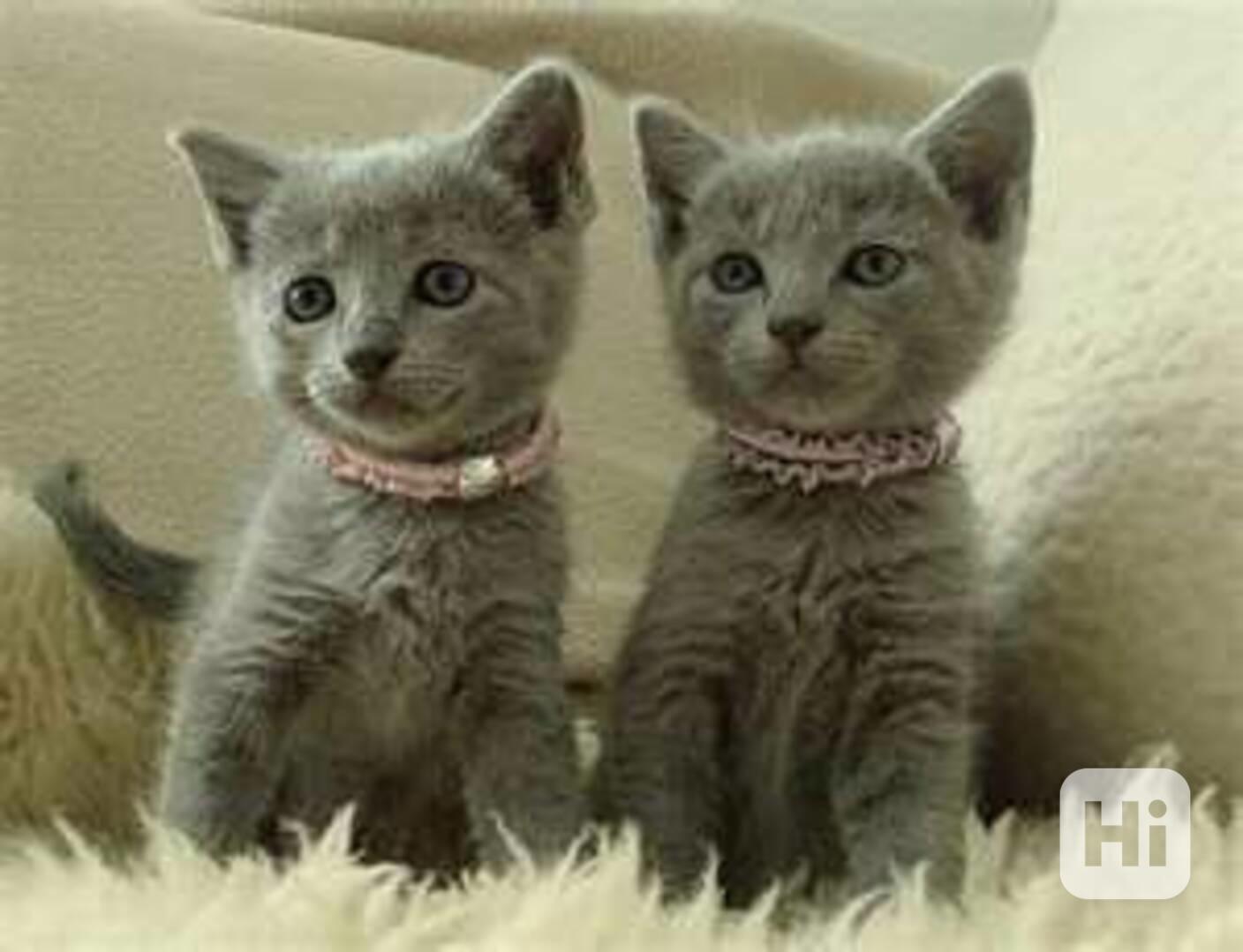 Nebelung Ko ata Bazar Hyperinzerce cz nebelung-ko-ata-bazar-hyperinzerce-cz