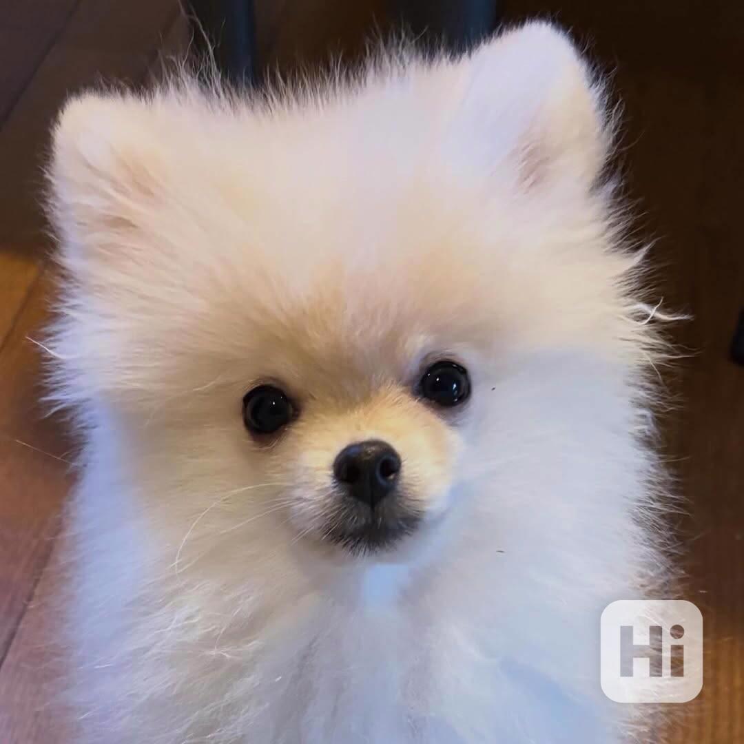 Štěně pomeranského buldoka k adopci - foto 1