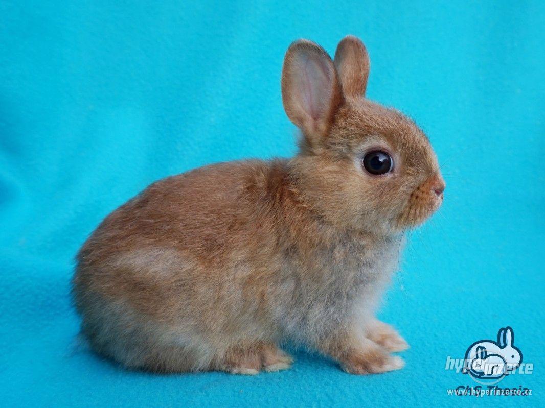 Zakrslý saténový sameček s VP (Praha) - foto 1