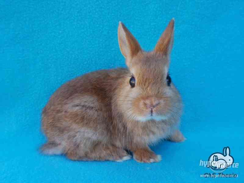 Zakrslý saténový sameček s VP (Praha) - foto 3