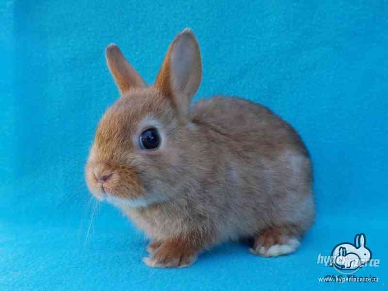 Zakrslý saténový sameček s VP (Praha) - foto 4