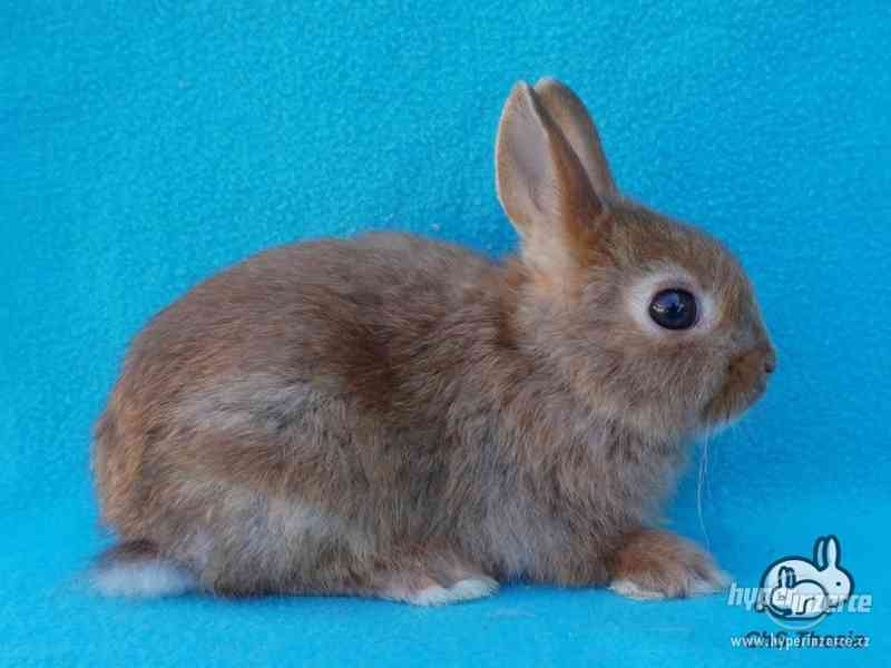 Zakrslý saténový sameček s VP (Praha) - foto 5