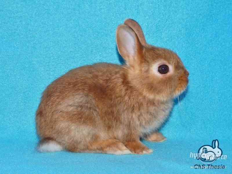 Zakrslý saténový sameček s VP (Praha) - foto 6