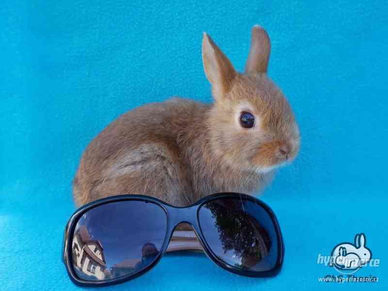 Zakrslý saténový sameček s VP (Praha) - foto 7