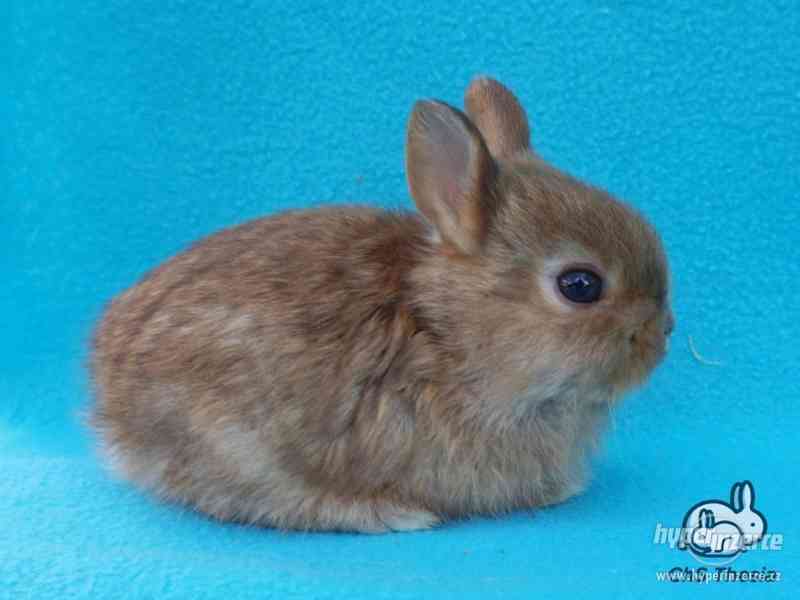 Zakrslý saténový sameček s VP (Praha) - foto 8