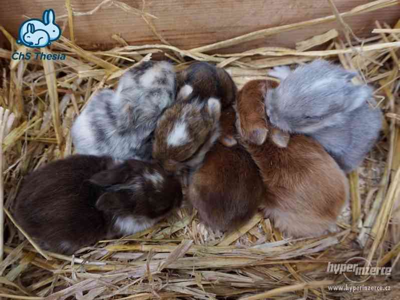 Zakrslý saténový sameček s VP (Praha) - foto 10