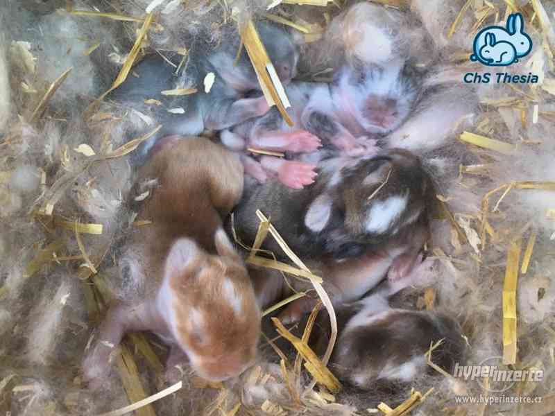 Zakrslý saténový sameček s VP (Praha) - foto 11