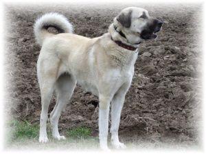 Anatolský pastevecký pes - kangal - foto 2