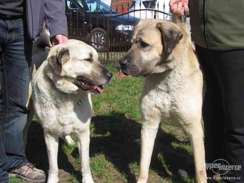 Anatolský pastevecký pes - kangal - foto 3