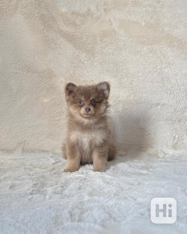 Vzácná štěňata Pomskyho v lila/hnědé barvě,  - foto 1