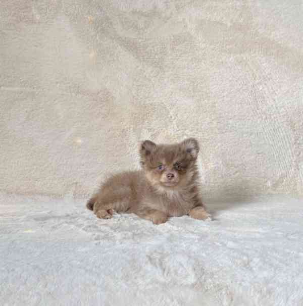 Vzácná štěňata Pomskyho v lila/hnědé barvě,  - foto 2