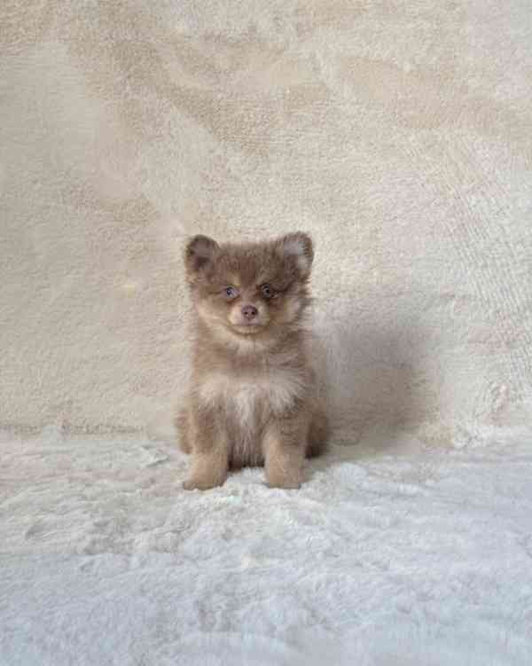 Vzácná štěňata Pomskyho v lila/hnědé barvě, - foto 1
