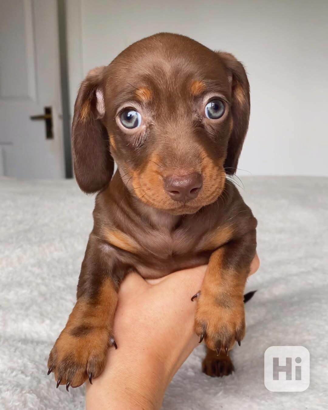 Jezevčík hladkosrstý trpasličí s PP - foto 1