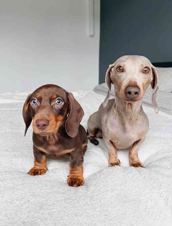 Jezevčík hladkosrstý trpasličí s PP - foto 3