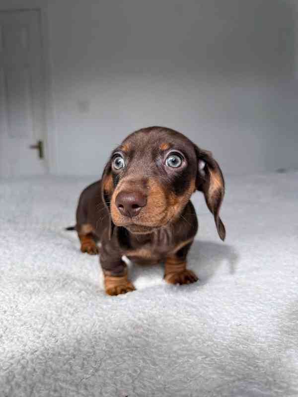 Jezevčík hladkosrstý trpasličí s PP - foto 4