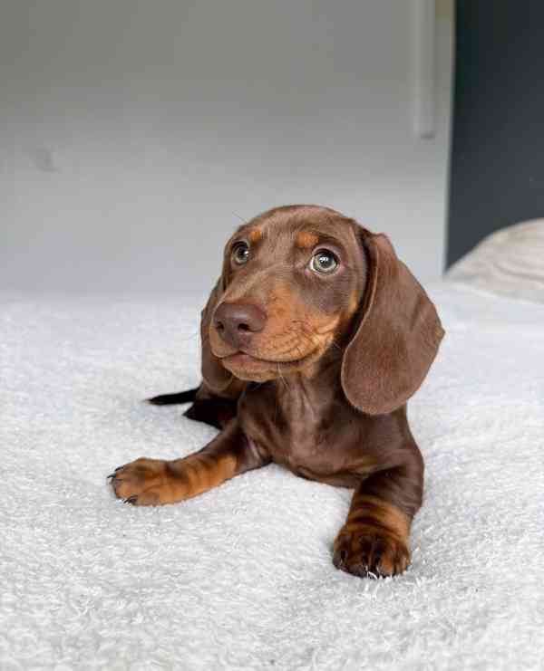 Jezevčík hladkosrstý trpasličí s PP - foto 2