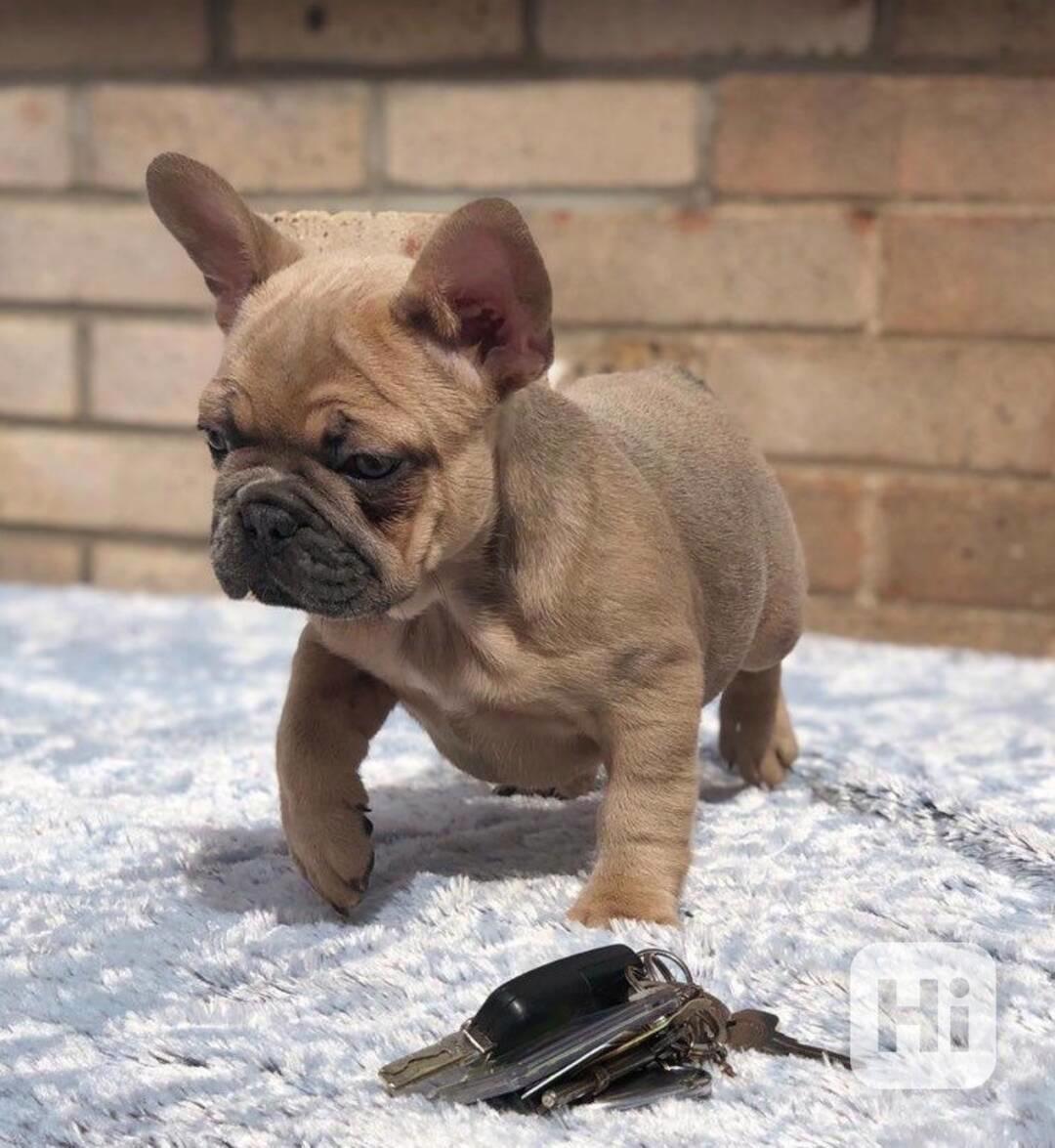 Roztomilá štěňata francouzského buldočka - foto 1