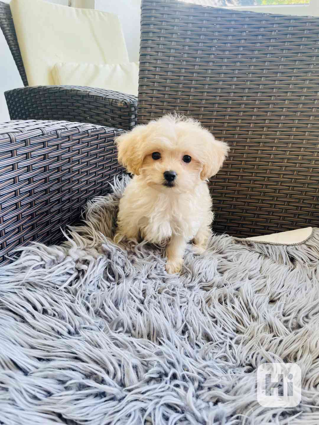 Maltipoo  - foto 1