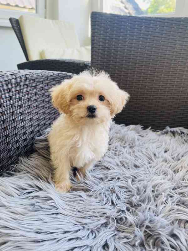 Maltipoo  - foto 2