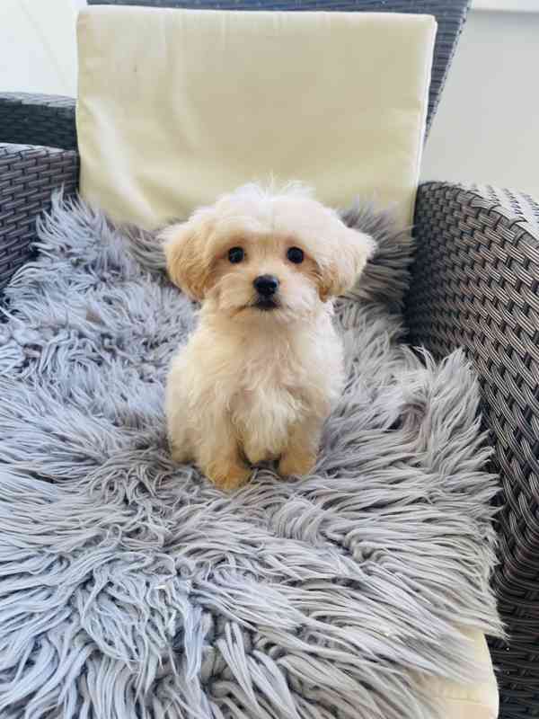 Maltipoo  - foto 4