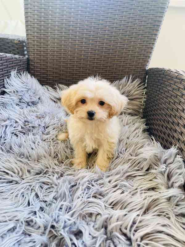 Maltipoo  - foto 3
